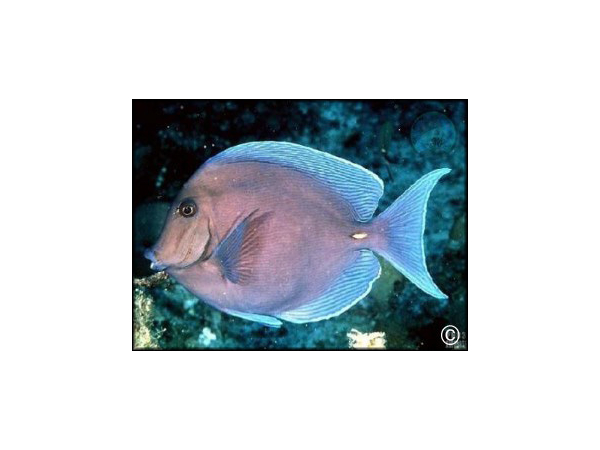 Acanthurus bahianus