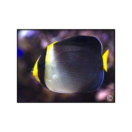 Chaetodontoplus mesoleucus