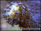 Stylophora pistillata violet M
