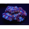 WYSIWYG Australophyllia wilsoni 8 (5.5 cm)