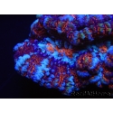 WYSIWYG Australophyllia wilsoni 8 (5.5 cm)