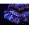 WYSIWYG Australophyllia wilsoni 8 (5.5 cm)