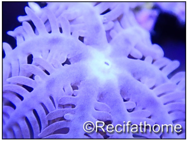 Anthelia sp S