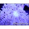 Anthelia sp S