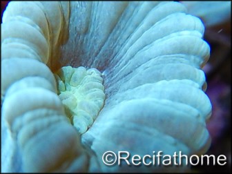 Caulastrea furcata Bleu/vert fluo S