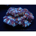 WYSIWYG Australophyllia wilsoni 8 (5.5 cm)