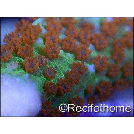 Montipora Fireforest rouge squelette vert métal Taille S