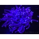 WYSIWYG- Heliofungia actiniformis Toxic Green/Blue Tips 3 (5.5 cm)