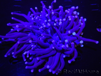 WYSIWYG- Heliofungia actiniformis Purple 3 (8 cm)