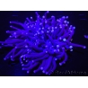 WYSIWYG- Heliofungia actiniformis Toxic Green/Blue Tips 3 (5.5 cm)