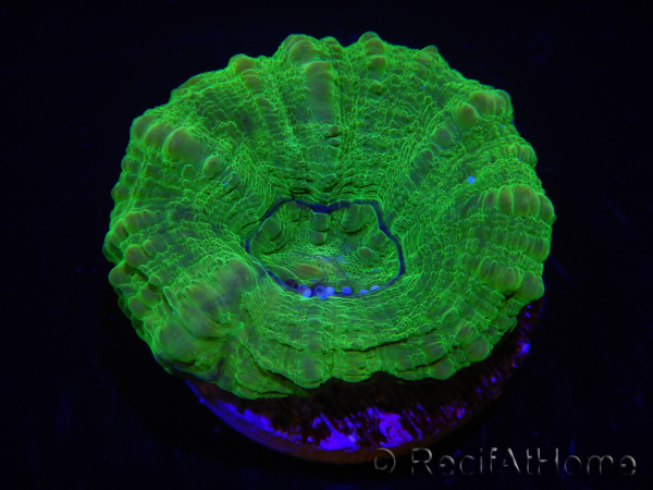 WYSIWYG Homophyllia australis (ex Scolymia) Bleeding Apple Frag élevage 3 (3.2 cm)