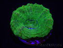 WYSIWYG Homophyllia australis (ex Scolymia) Bleeding Apple Frag élevage 3 (3.2 cm)