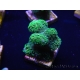 WYSIWYG Stylophora Green Fluo 1K3