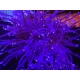 WYSIWYG- Heliofungia actiniformis Purple 1 (8 cm)