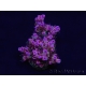 WYSIWYG RAH Acropora hyacinthus Red Planet 5A1