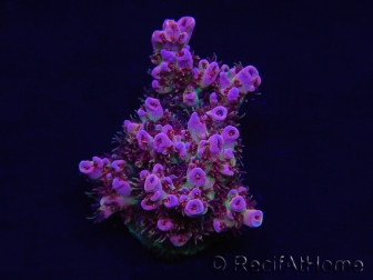 WYSIWYG RAH Acropora hyacinthus Red Planet 5A1