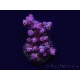 WYSIWYG RAH Acropora hyacinthus Red Planet 5A2