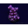 WYSIWYG RAH Acropora hyacinthus Red Planet 5A2