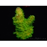 WYSIWYG RAH Toxic Green Acropora humilis 5P1