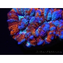 WYSIWYG Australophyllia wilsoni 3 (7 cm)