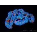 WYSIWYG Australophyllia wilsoni 4 (5 cm)