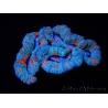 WYSIWYG Australophyllia wilsoni 4 (5 cm)