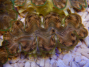 WYSIWYG Tridacna squamosina A1 5-6 cm
