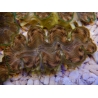 WYSIWYG Tridacna squamosina A1 5-6 cm