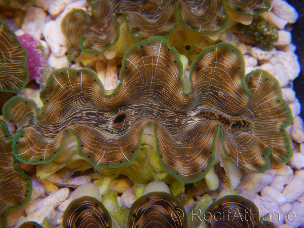 WYSIWYG Tridacna squamosina A2 5-6 cm