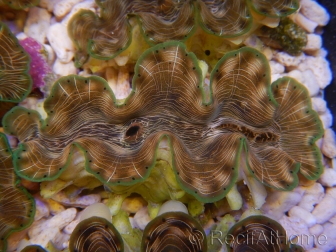 WYSIWYG Tridacna squamosina A2 5-6 cm