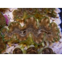 WYSIWYG Tridacna squamosina A2 5-6 cm