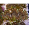 WYSIWYG Tridacna squamosina A2 5-6 cm