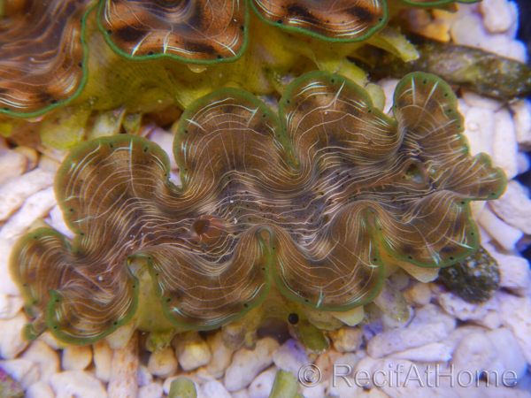 WYSIWYG Tridacna squamosina A3 5-6 cm