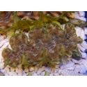 WYSIWYG Tridacna squamosina A3 5-6 cm