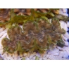 WYSIWYG Tridacna squamosina A3 5-6 cm