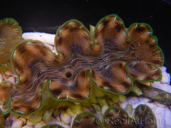 WYSIWYG Tridacna squamosina A4 5-6 cm