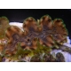 WYSIWYG Tridacna squamosina A4 5-6 cm