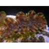WYSIWYG Tridacna squamosina A4 5-6 cm