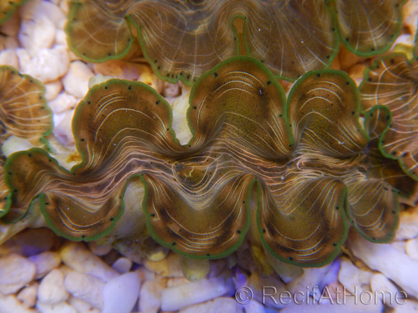 WYSIWYG Tridacna squamosina A5 5-6 cm