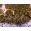 WYSIWYG Tridacna squamosina A5 5-6 cm