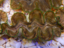 WYSIWYG Tridacna squamosina A5 5-6 cm