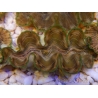 WYSIWYG Tridacna squamosina A5 5-6 cm