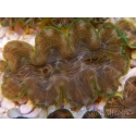 WYSIWYG Tridacna squamosina A6 5-6 cm