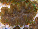 WYSIWYG Tridacna squamosina A6 5-6 cm