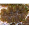 WYSIWYG Tridacna squamosina A6 5-6 cm