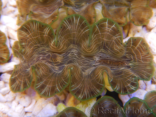 WYSIWYG Tridacna squamosina A7 5-6 cm