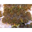 WYSIWYG Tridacna squamosina A7 5-6 cm