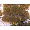 WYSIWYG Tridacna squamosina A7 5-6 cm