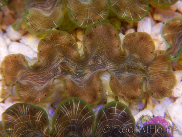 WYSIWYG Tridacna squamosina A8 5-6 cm