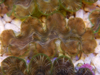 WYSIWYG Tridacna squamosina A8 5-6 cm